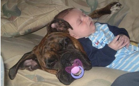 Hond en baby: Schattig! Hond en baby: Schattig!