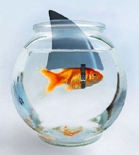 Goudvis met grootheidswaanzin