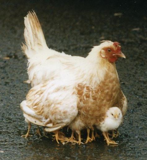 De kip met de vele poten De kip met de vele poten