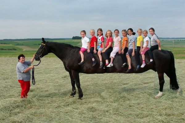 10 person horse 10 person horse