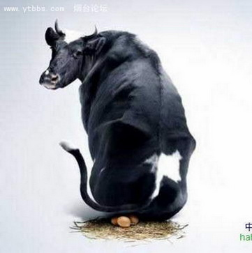 What you're looking at? Just hatching my eggs... What you're looking at? Just hatching my eggs...